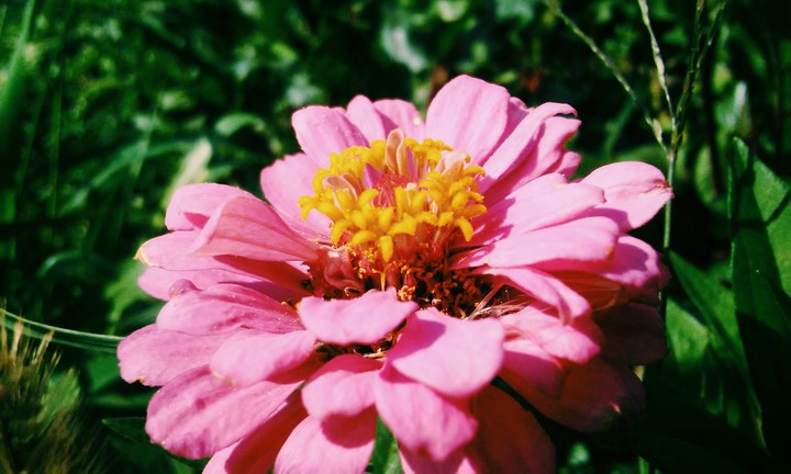 Pink flower #2