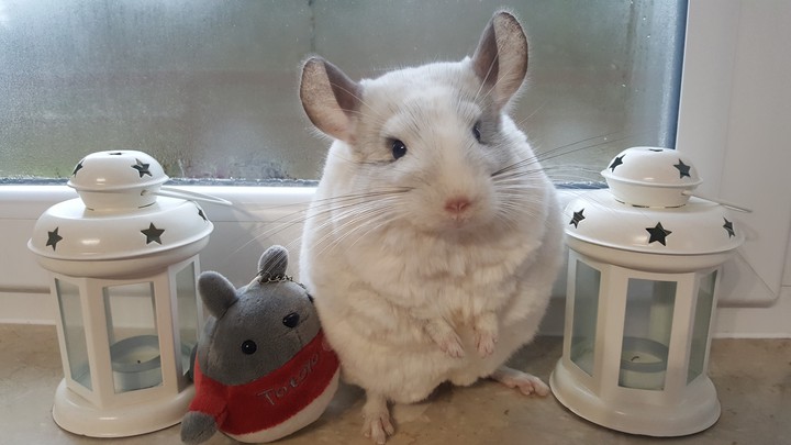 Bogdan szynszyla chinchilla