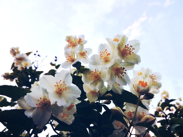 White flowers