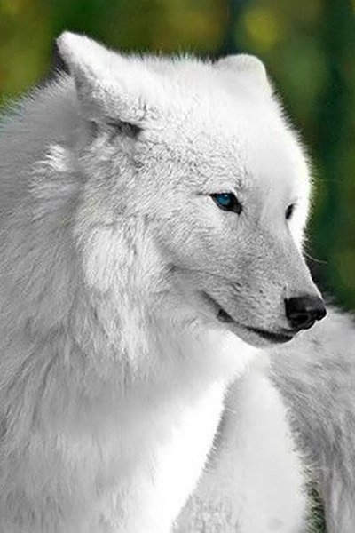 Wolk