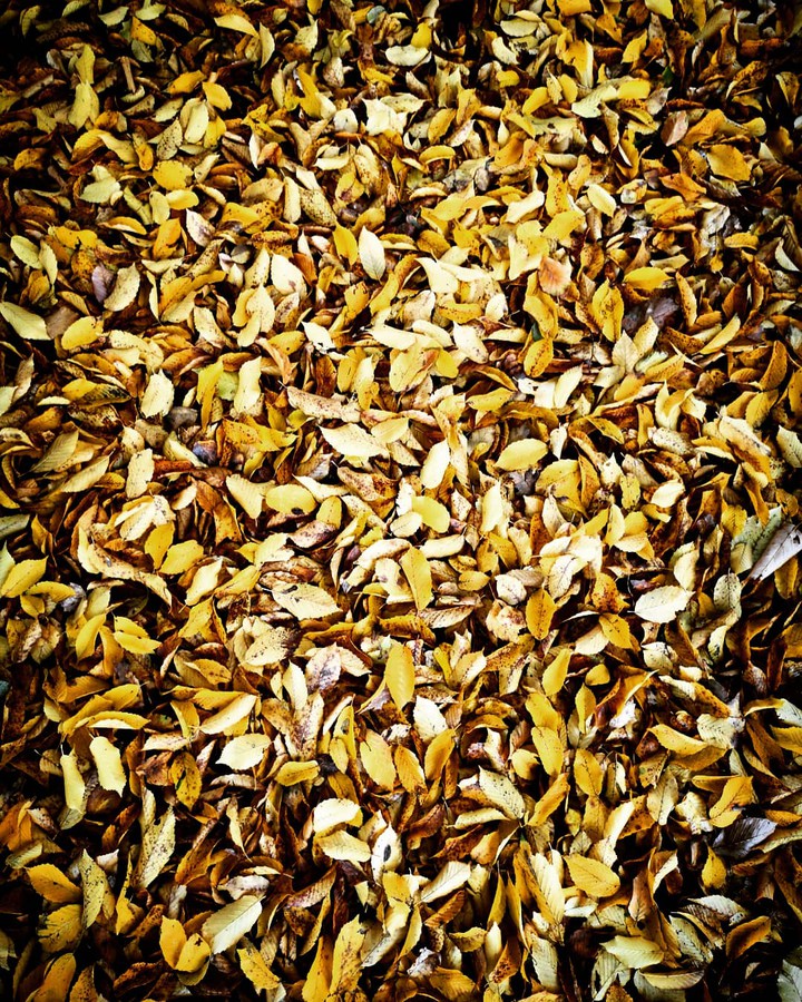 Autumn