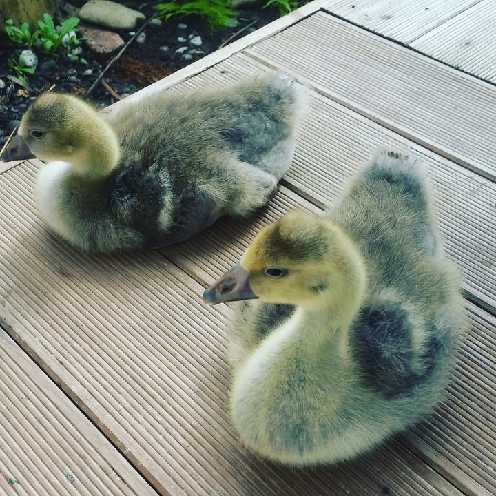 babies 