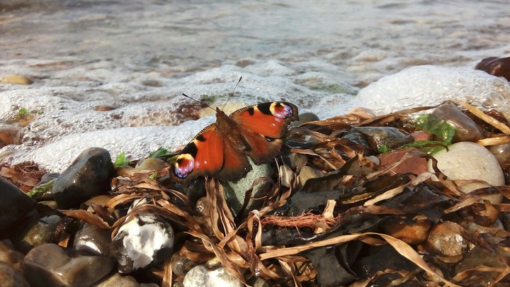 butterfly