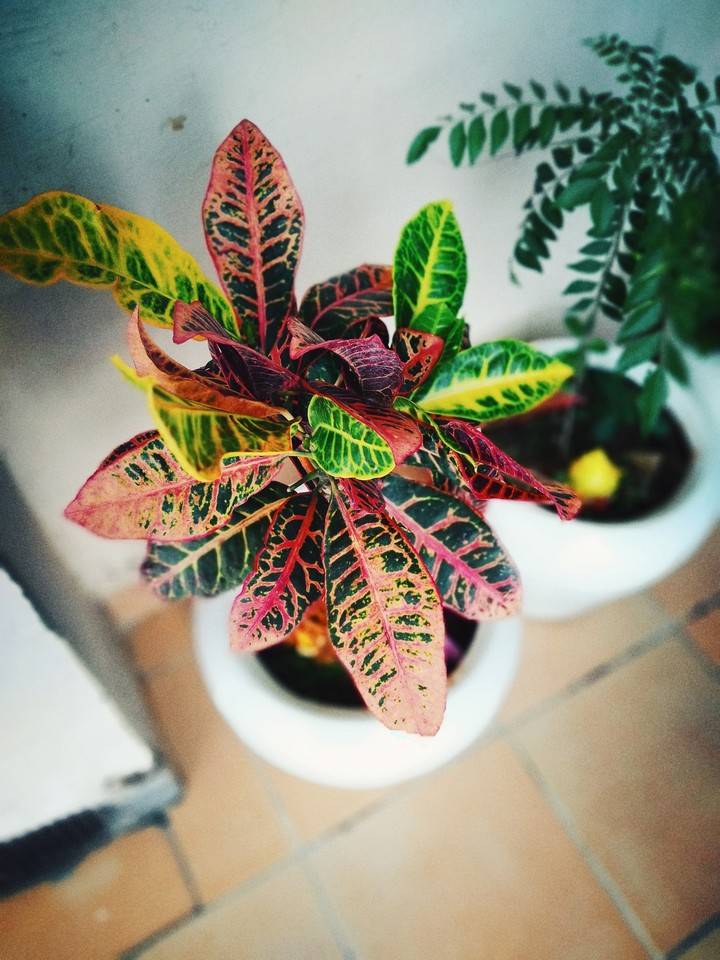 Croton Plant