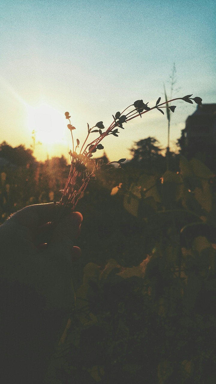 Summer silhouette