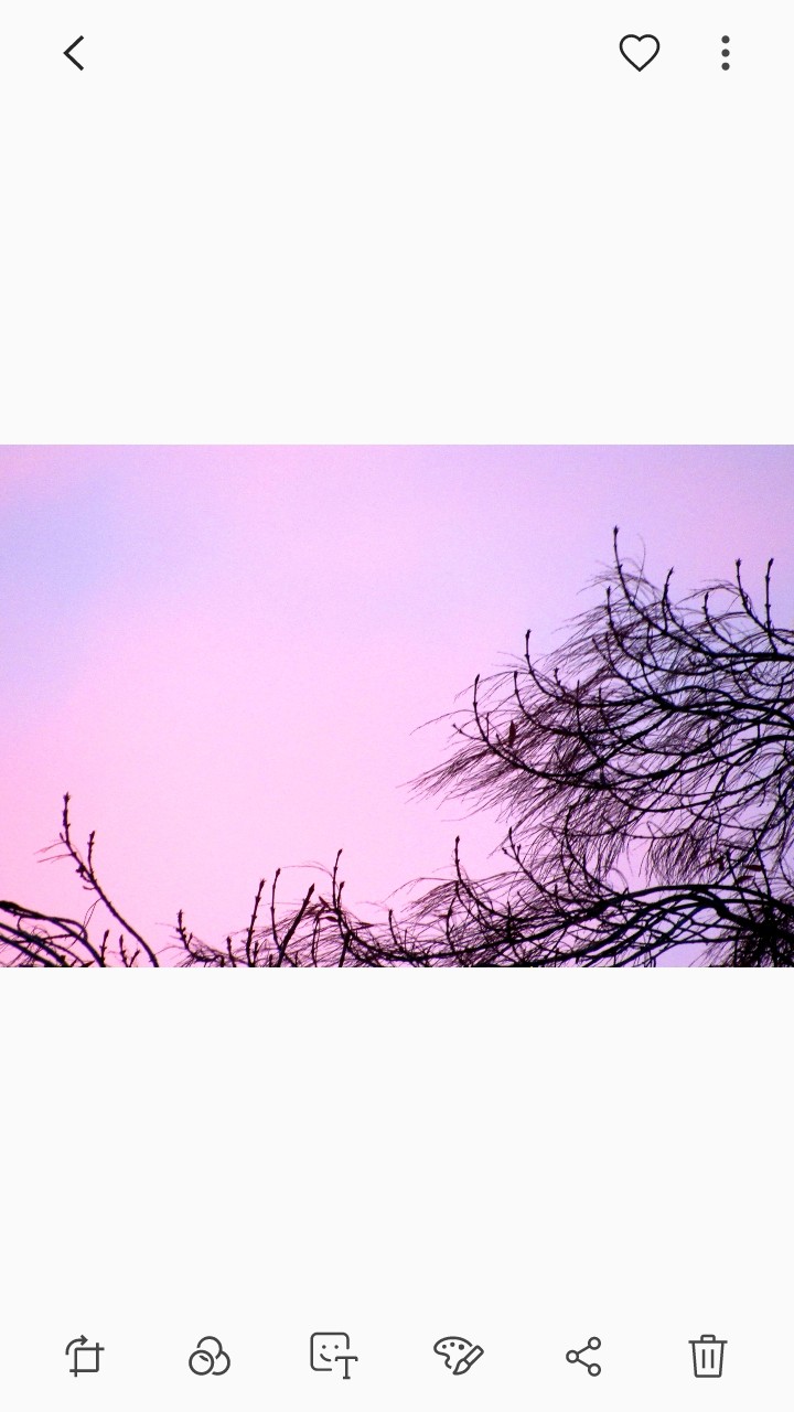 Sky leaf