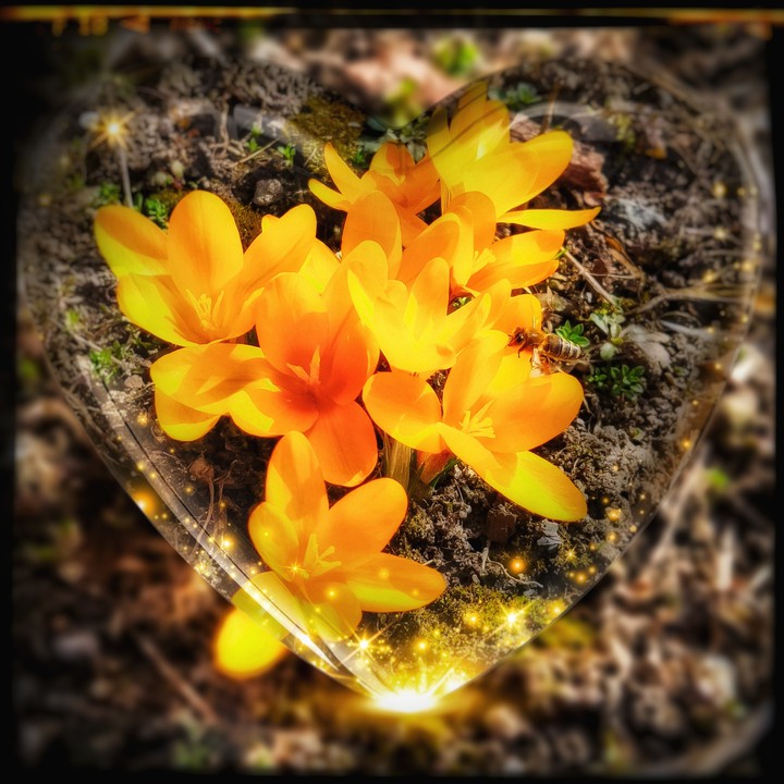 New flower