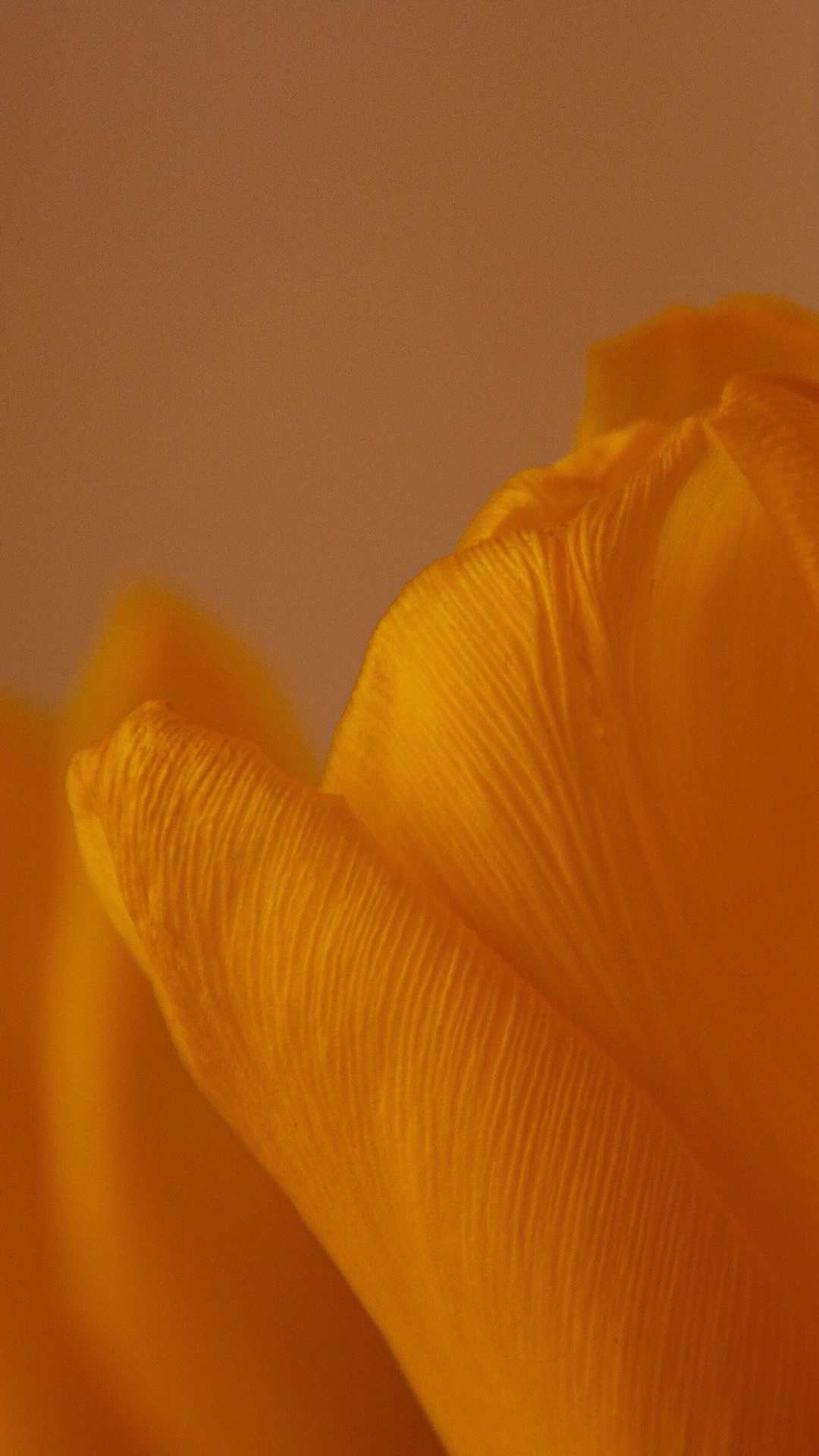 tulip, Yellow Hintergrundbilder