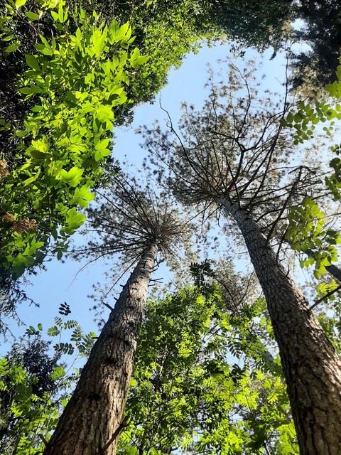 tapety wood, daytime