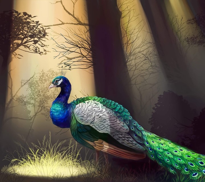 peacock páv
