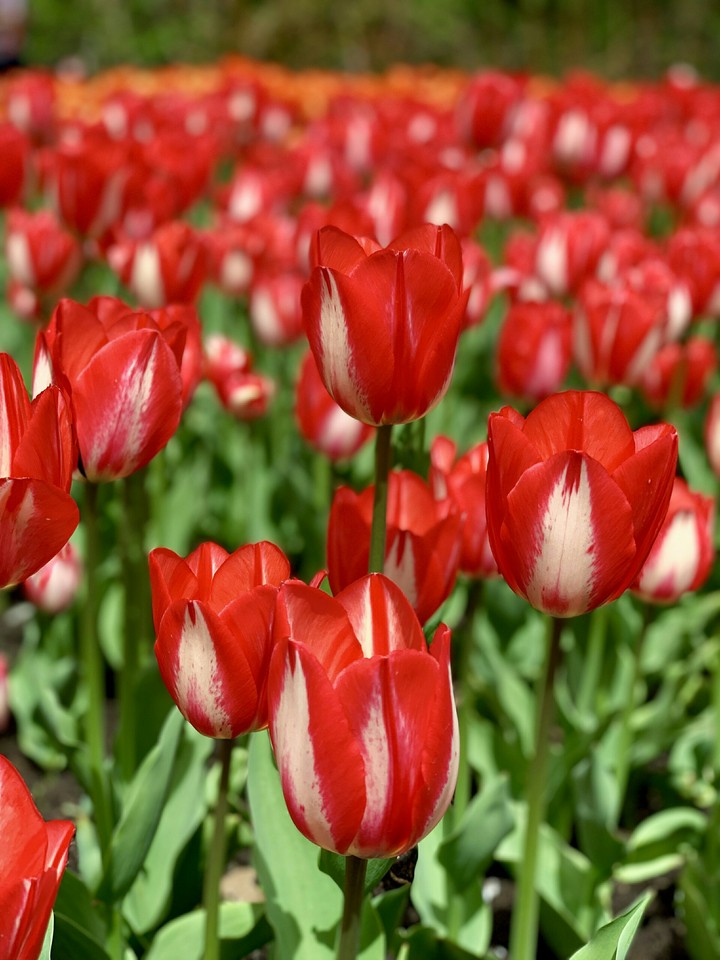 Beautiful Tulips
