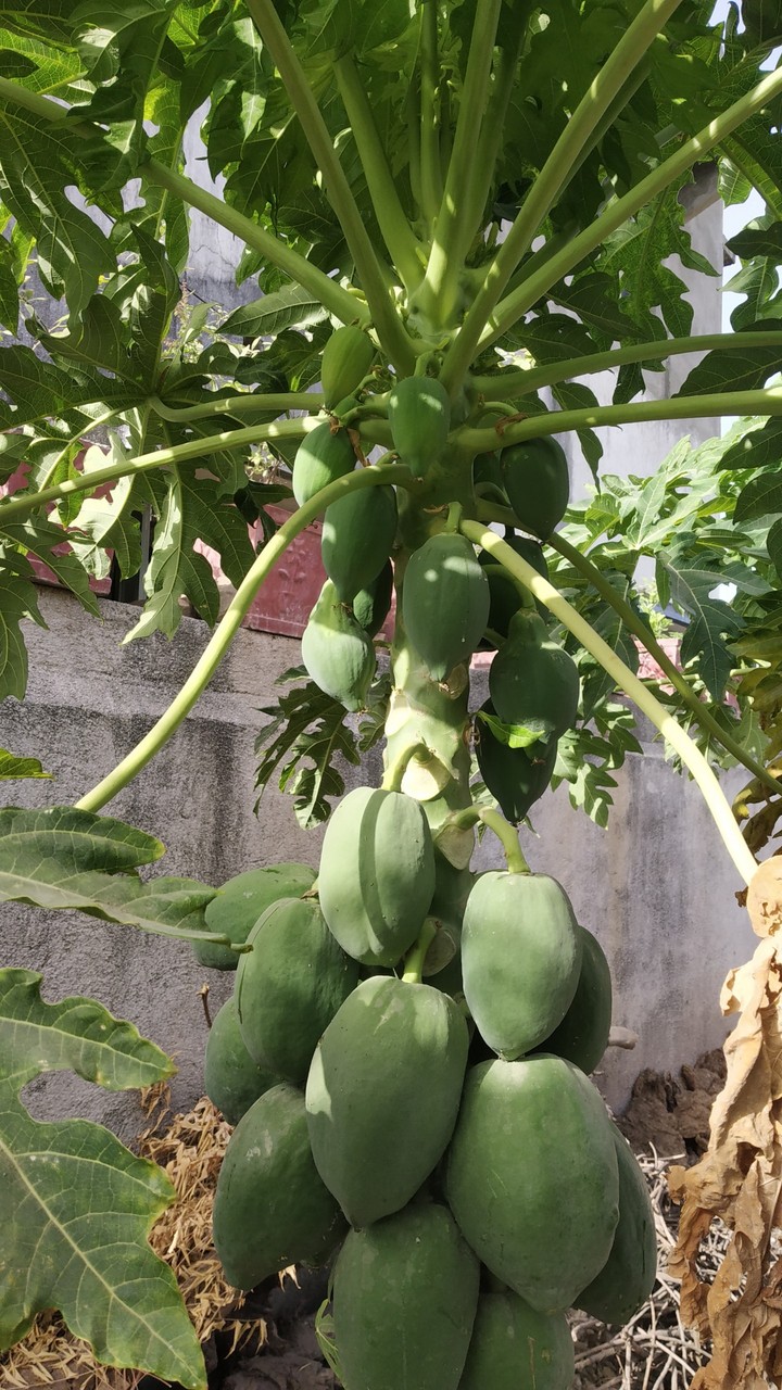 Papayya