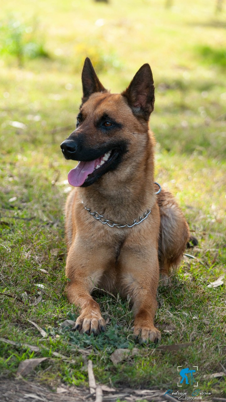 #belga#malinois#dog#maick