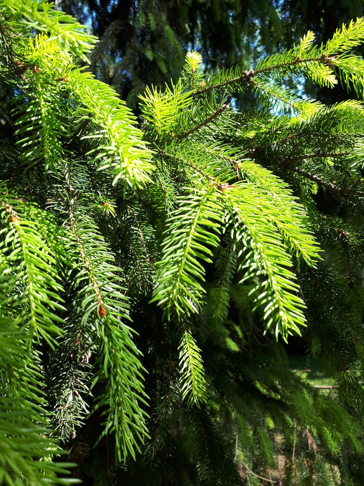 Spruce