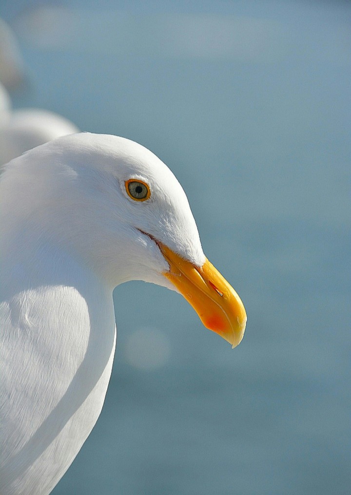 A Seagull Up Close and Personal