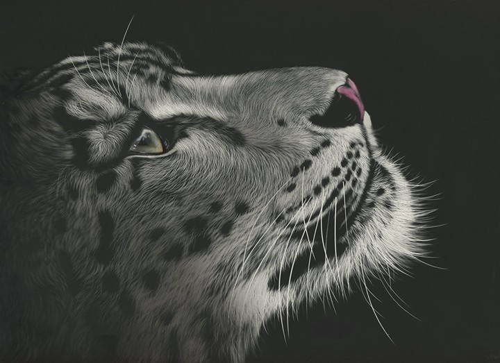 snow leopard