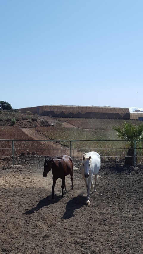 Horses