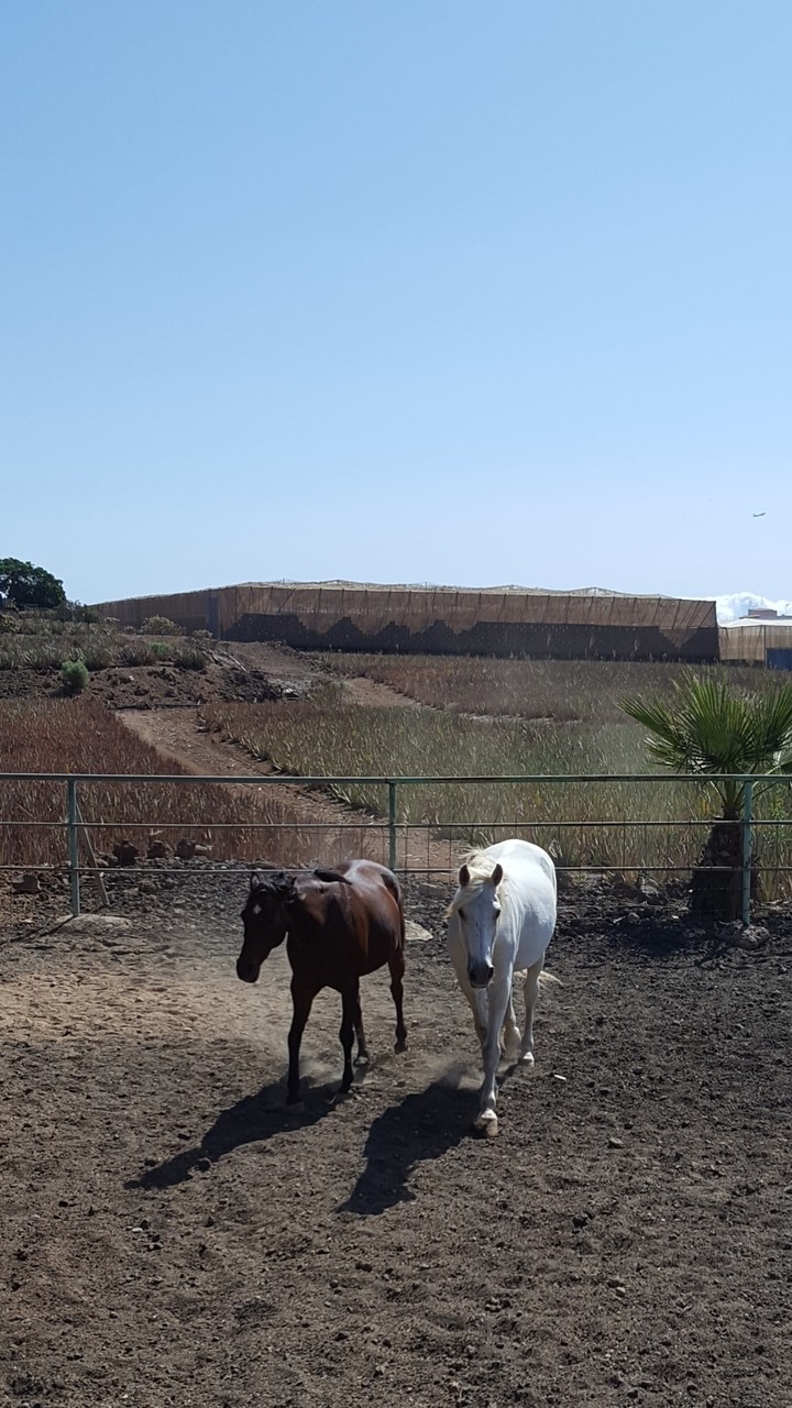 Horses