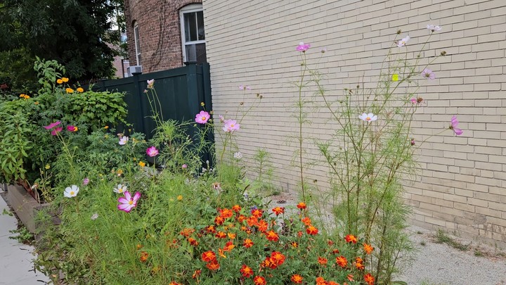 Flowers