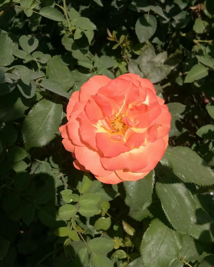 Nature lover