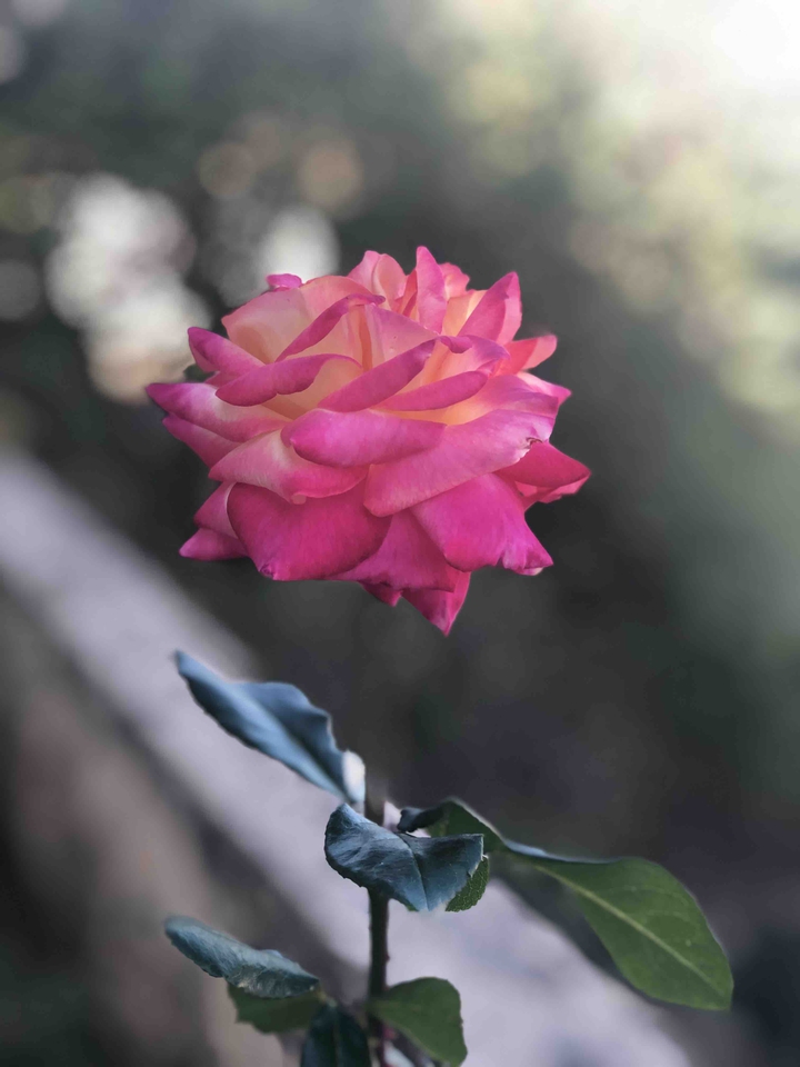 la flor que flota