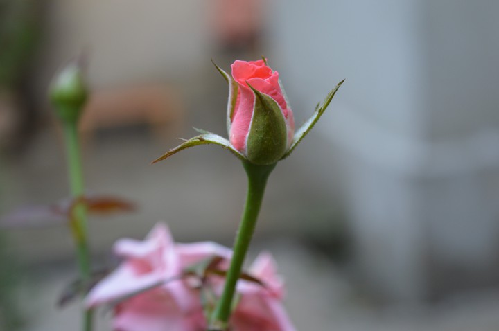 Pink