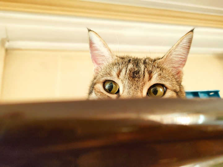 cat eyes