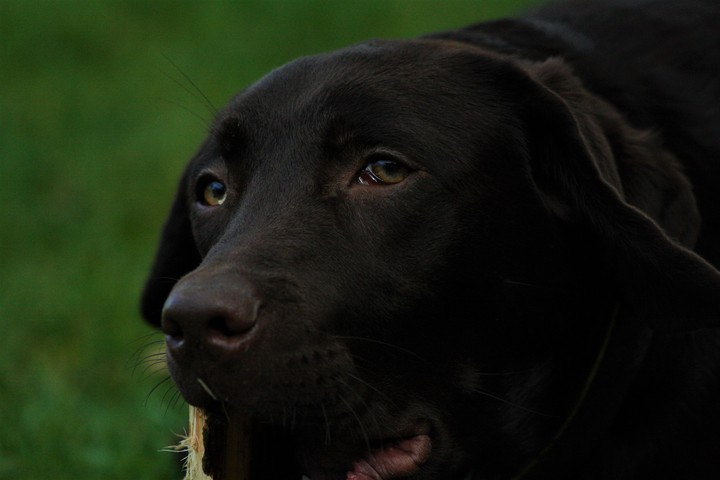 Labradormädchen Cora