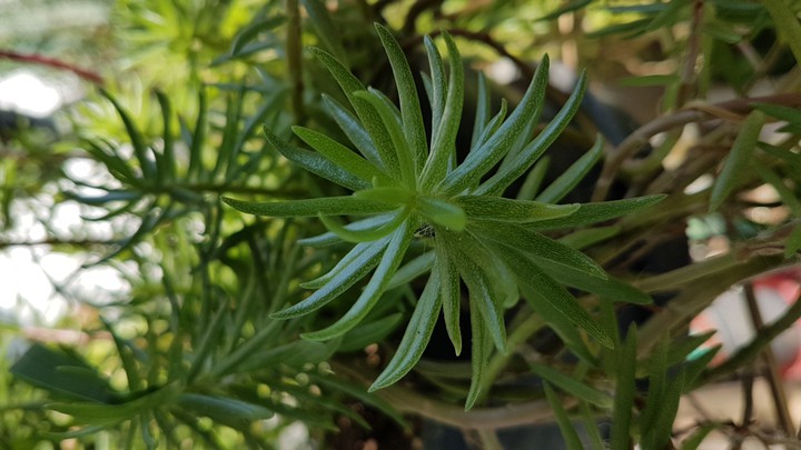 Natureza