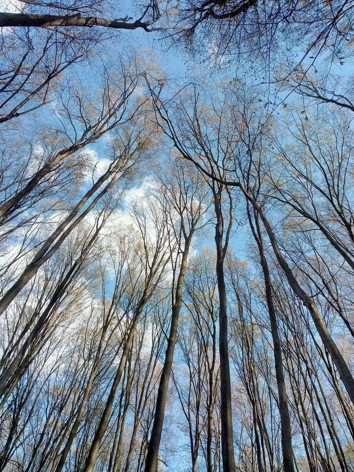 spring forest