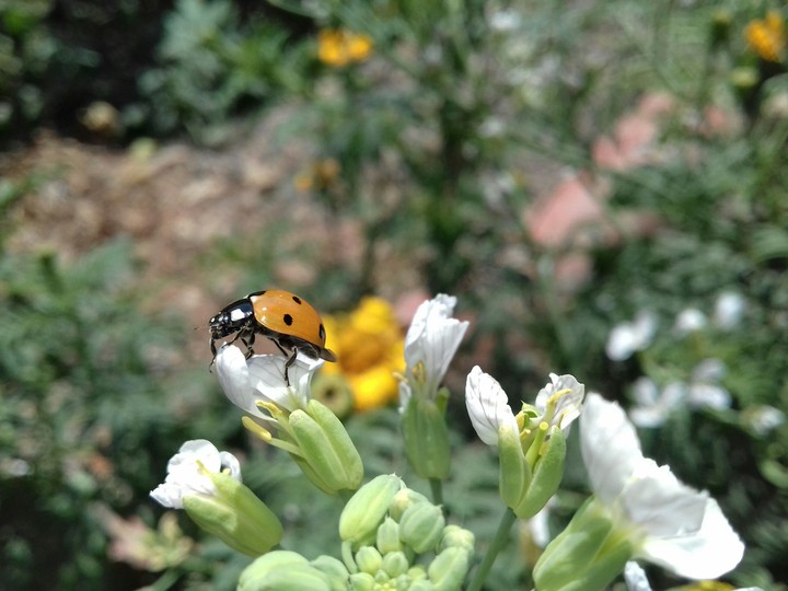 nature effect