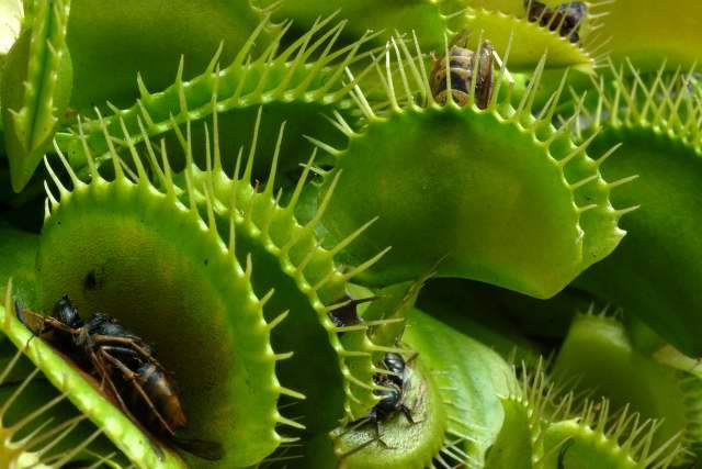 Venus-flytrap