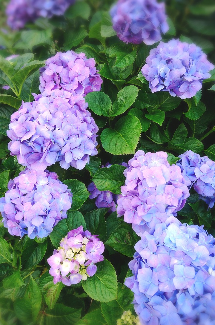 紫陽花