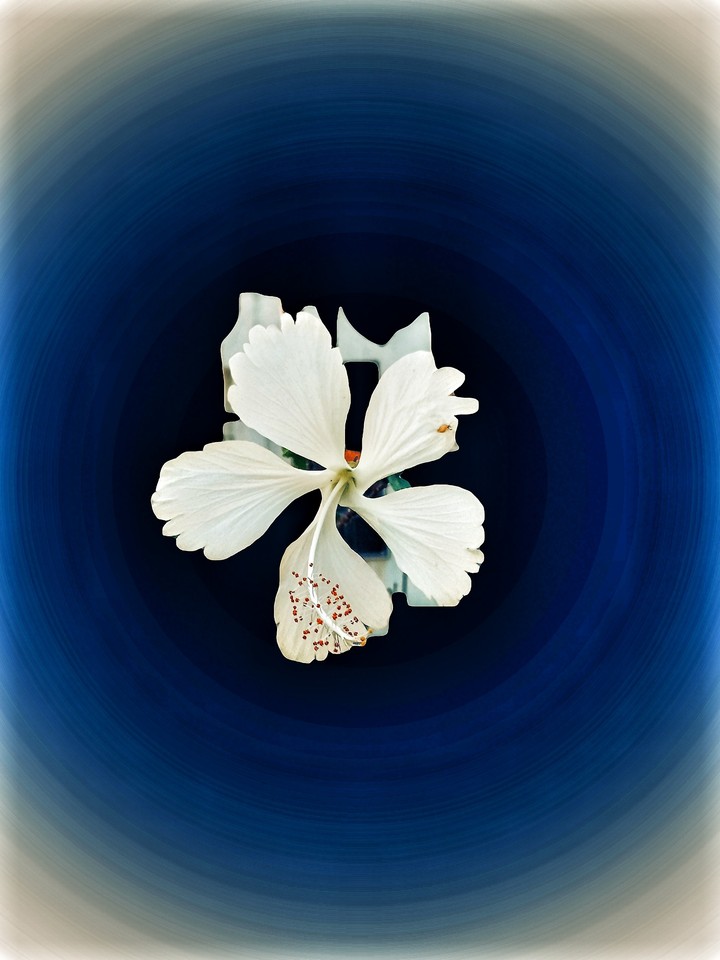 A Beautiful White Flower
