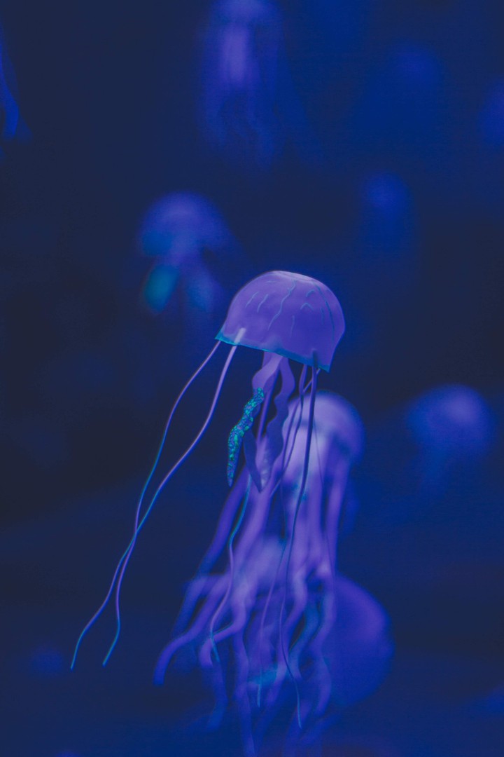 Blue Jellyfish