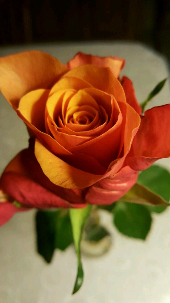 Valentine rose