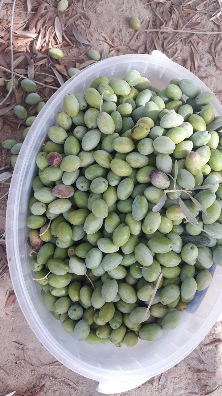 olive