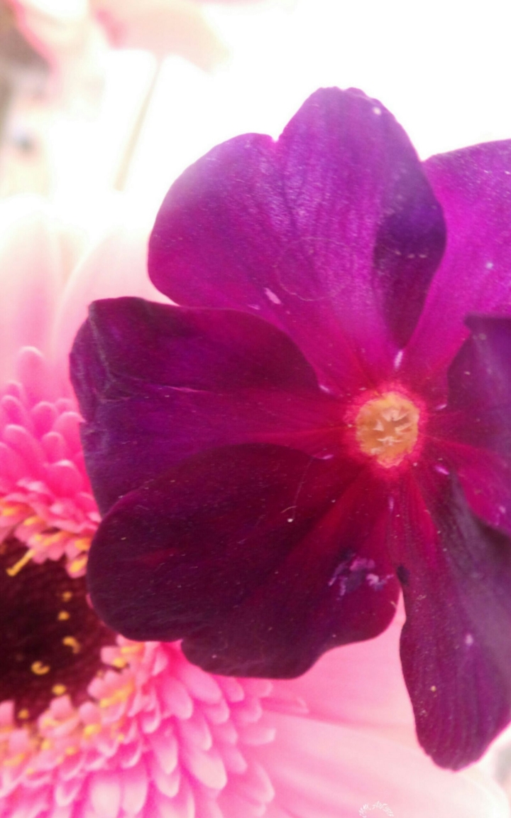 floraison