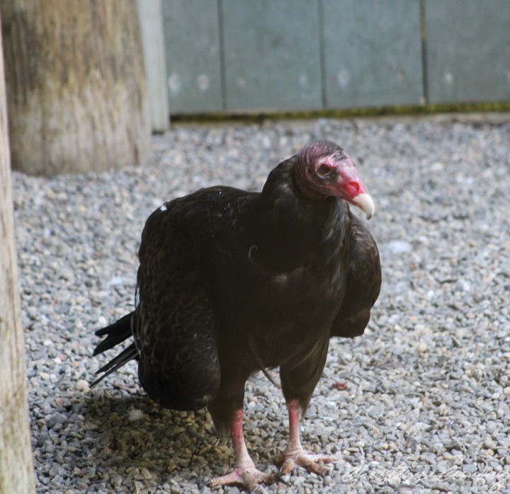 Turkey Vulture