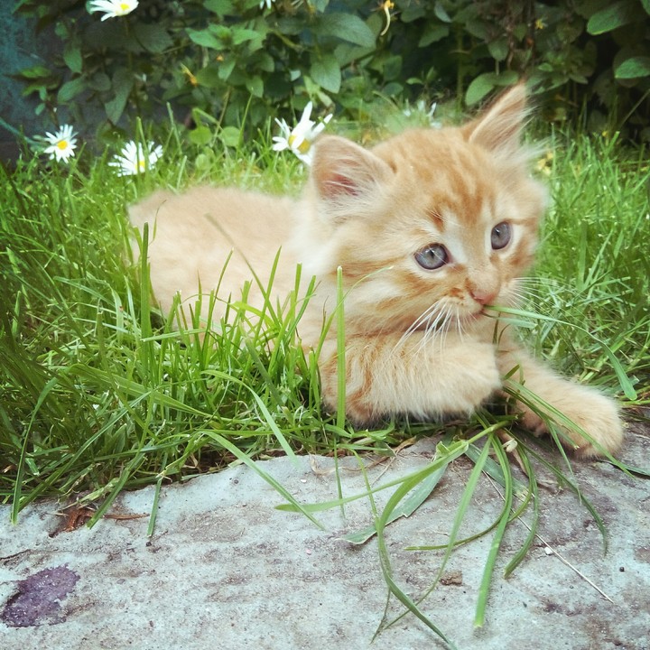 Kitty 