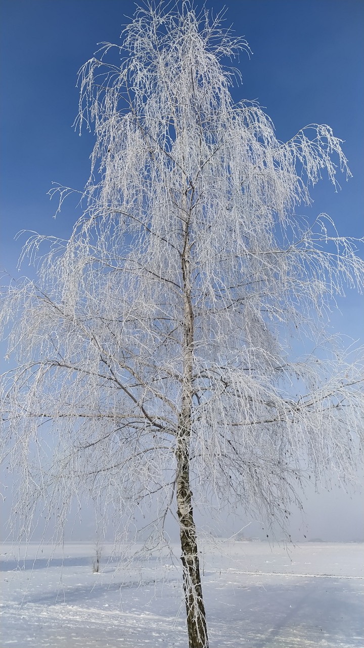 Winter birch