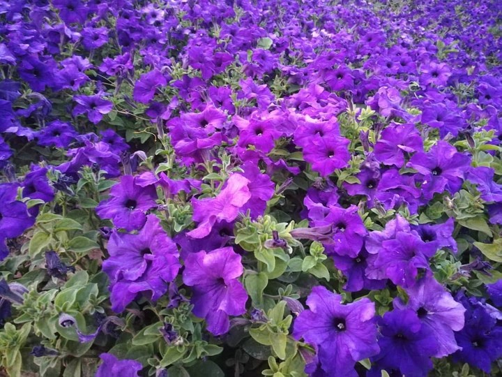 beatiful petunia