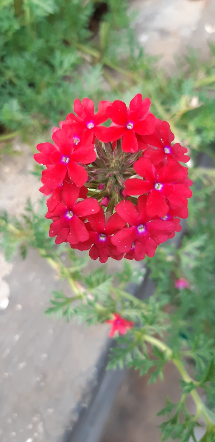 red flower