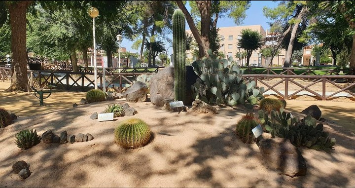 Cactus