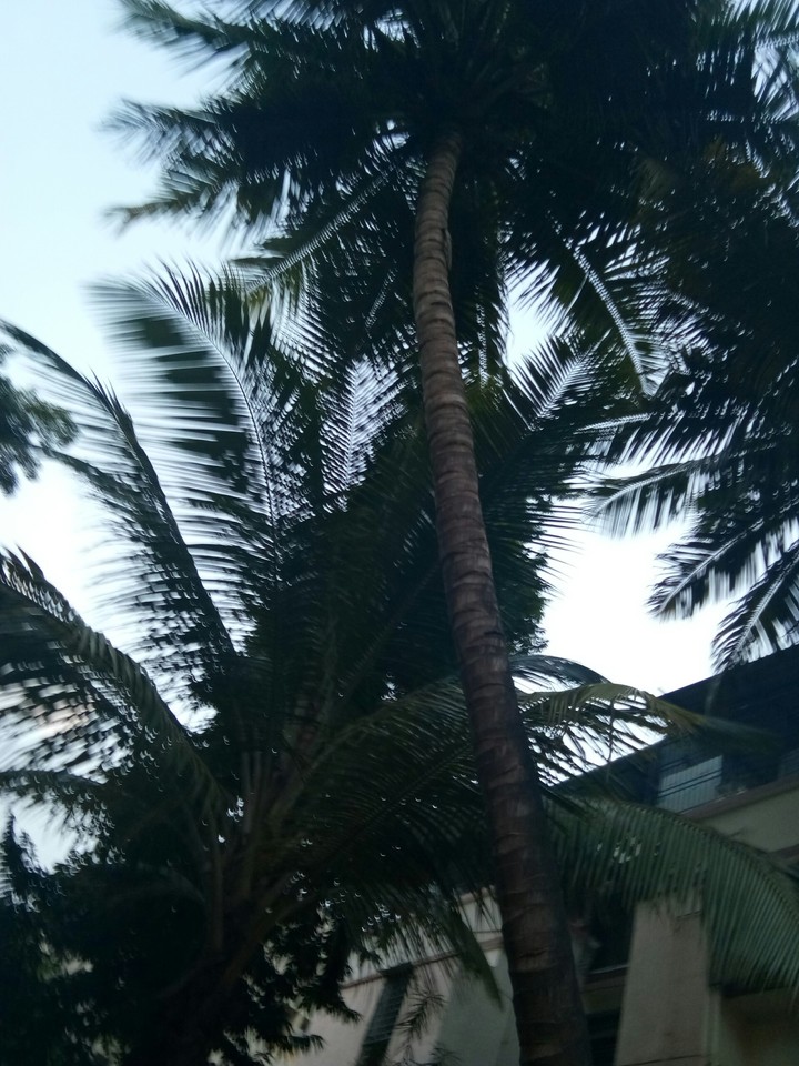 coconut tree