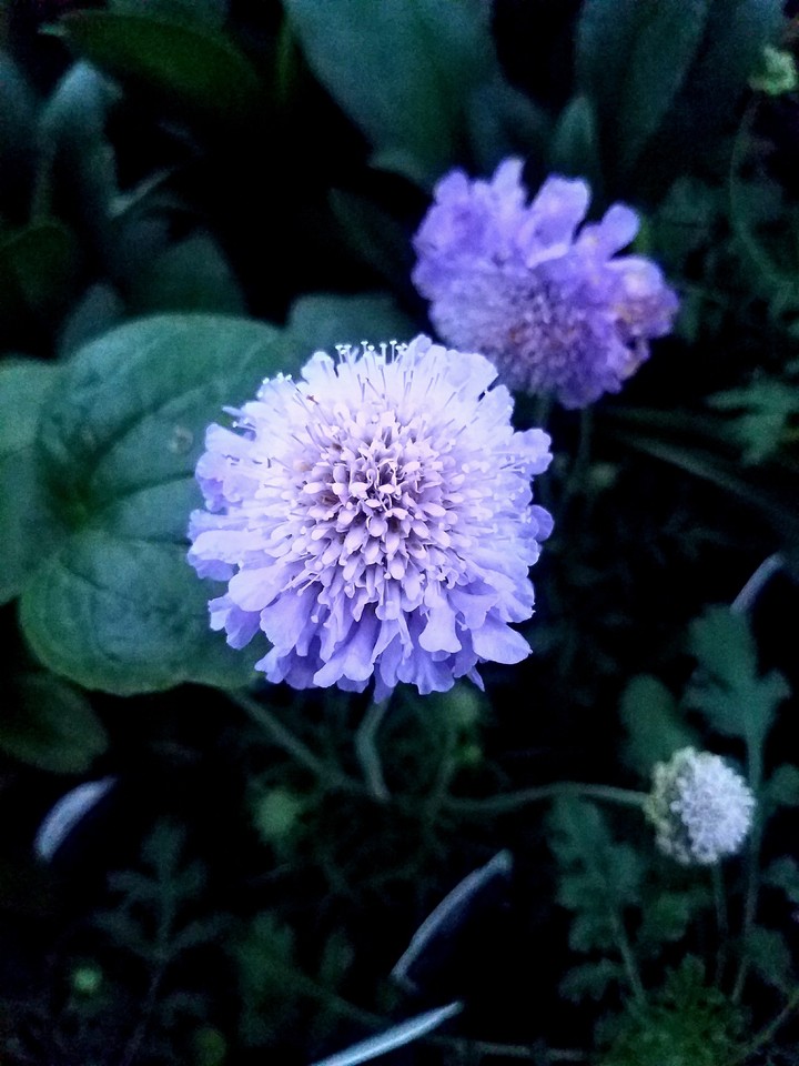 Purple Flower
