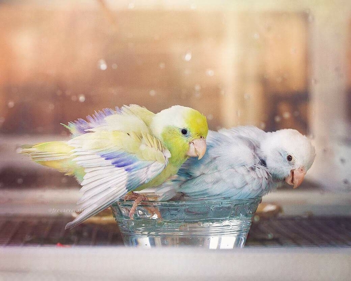 bird