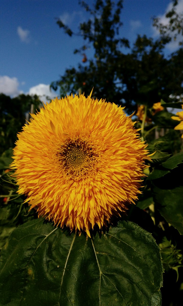 Sunflower