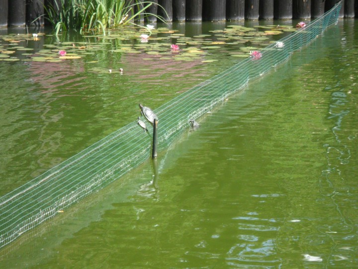 water