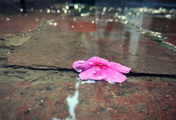 flower in dirty water